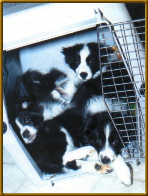 Puppies in a crate